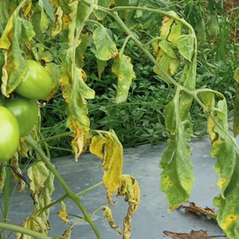 Layu Fusarium